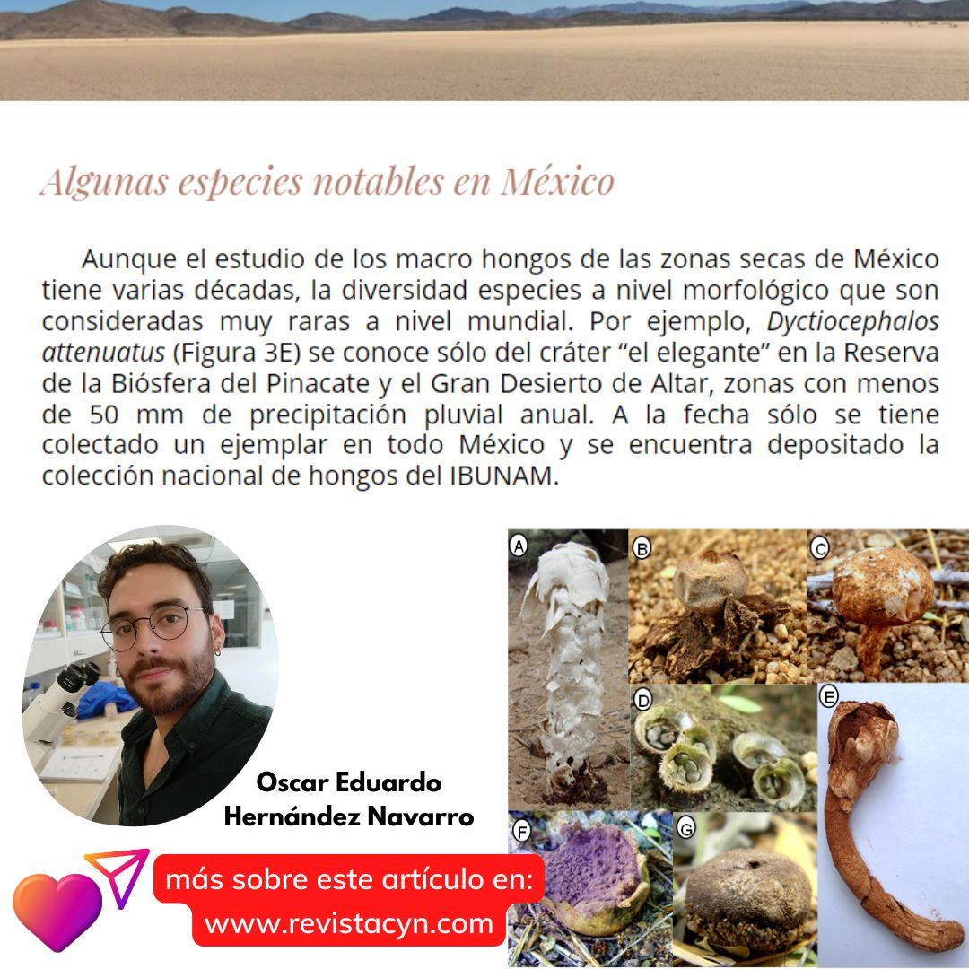 Revista_CyN's tweet photo. 🌵✨ ¡Los hongos no solo viven en bosques! En los desiertos de México, estos organismos han desarrollado increíbles adaptaciones para sobrevivir en condiciones extremas. 🍄💪 
🔍 Revista 🚀 Ciencia y Naturaleza 🍀
 #RevistaCyN #Divulgación #Leer+
👉 https://t.co/jQ2Qe4KzrV https://t.co/hbpzEdEBNK