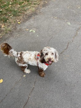 millypod1's tweet photo. 🆘3 JAN 2025 #Lost CANELA #ScanMe
YOUNG Brown Merle Cockerpoo Female
Stapleton Hall Road #London #N4 4QR 
( #CrouchEnd / #Haringey) Last seen at our property #N4
https://t.co/836P7PNKK6 https://t.co/lAhYFLeNps