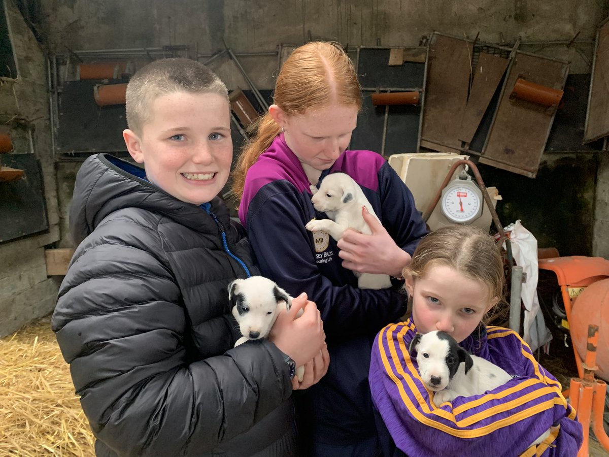 Marcus Ó Buachalla tweet media