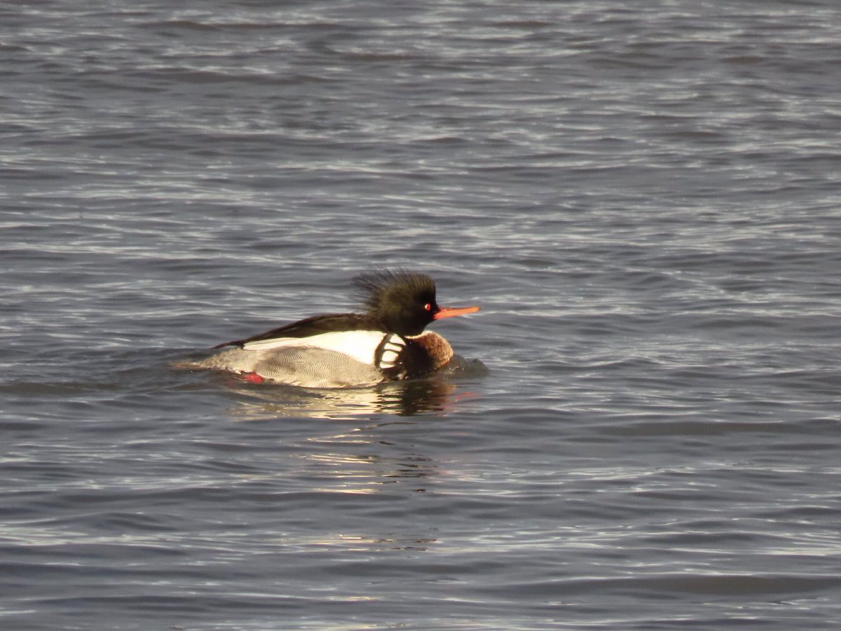 FayStanton00's tweet photo. Barns Ness:   Lovely to see two pairs of Red-Breasted Mergansers in the sunshine this afternoon. https://t.co/q5QgR8xEw4