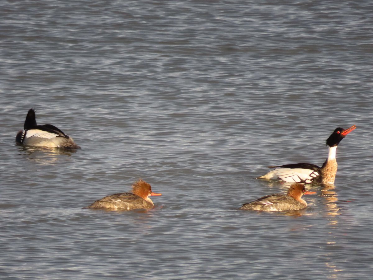 FayStanton00's tweet photo. Barns Ness:   Lovely to see two pairs of Red-Breasted Mergansers in the sunshine this afternoon. https://t.co/q5QgR8xEw4