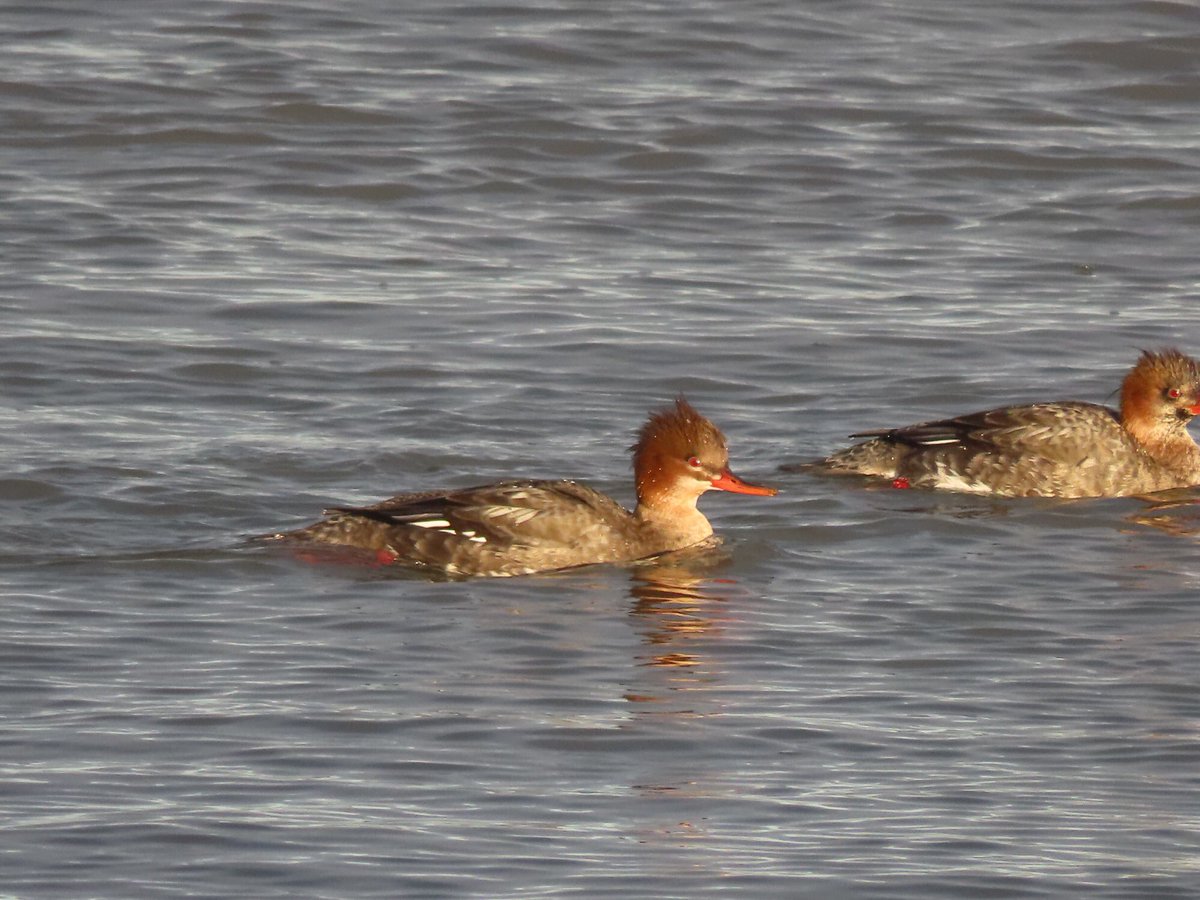 FayStanton00's tweet photo. Barns Ness:   Lovely to see two pairs of Red-Breasted Mergansers in the sunshine this afternoon. https://t.co/q5QgR8xEw4