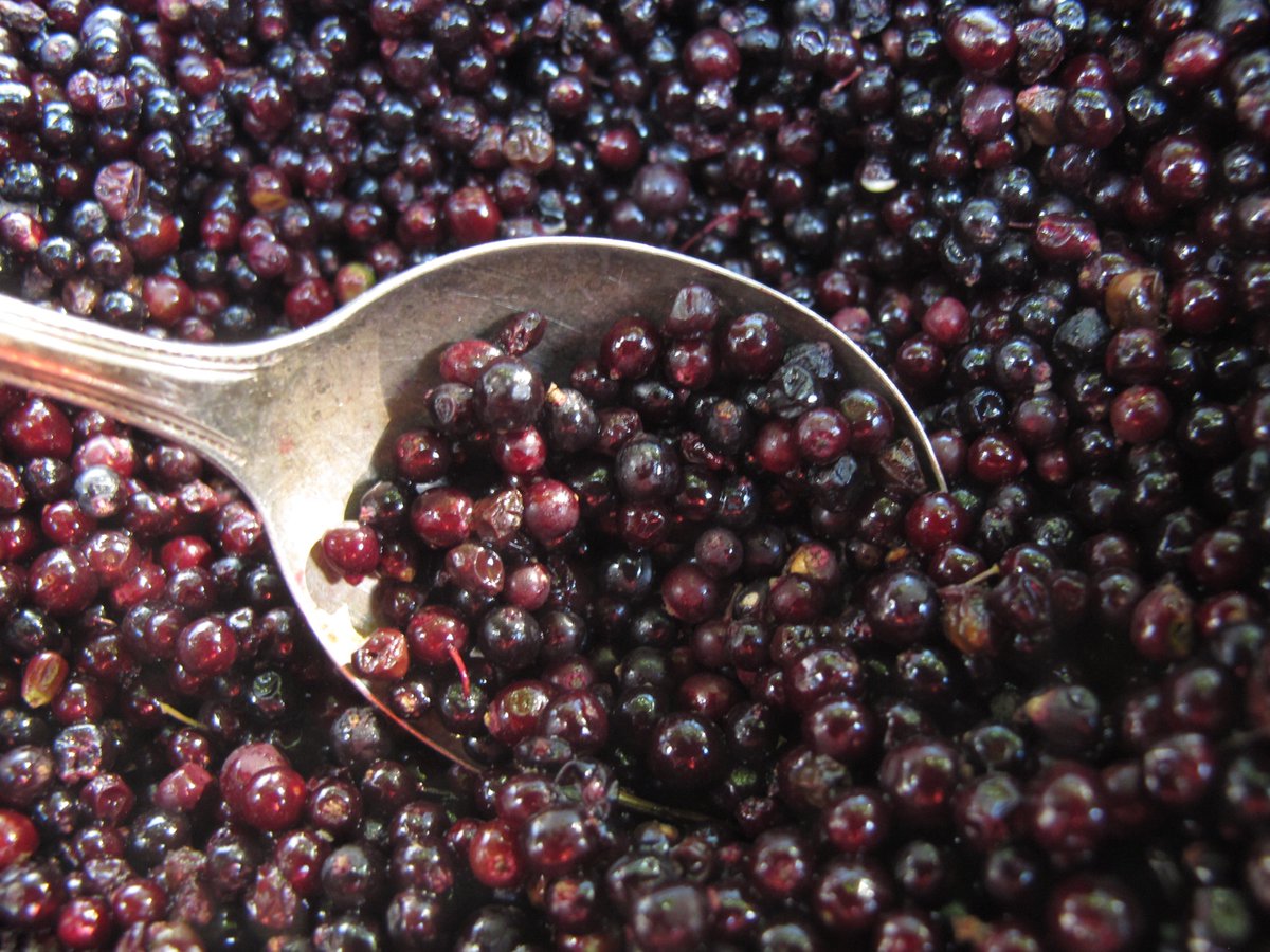 GreatLakesNow's tweet photo. A forager's secret sauces for health 🌿🍵

Check out the latest from "A Year in the Wild Kitchen of the #GreatLakes" — a series by @LisaRoseGR with the mission of nurturing a deeper connection with the natural world through foraging: https://t.co/95dnejrtWe https://t.co/VXvI4bdyBV