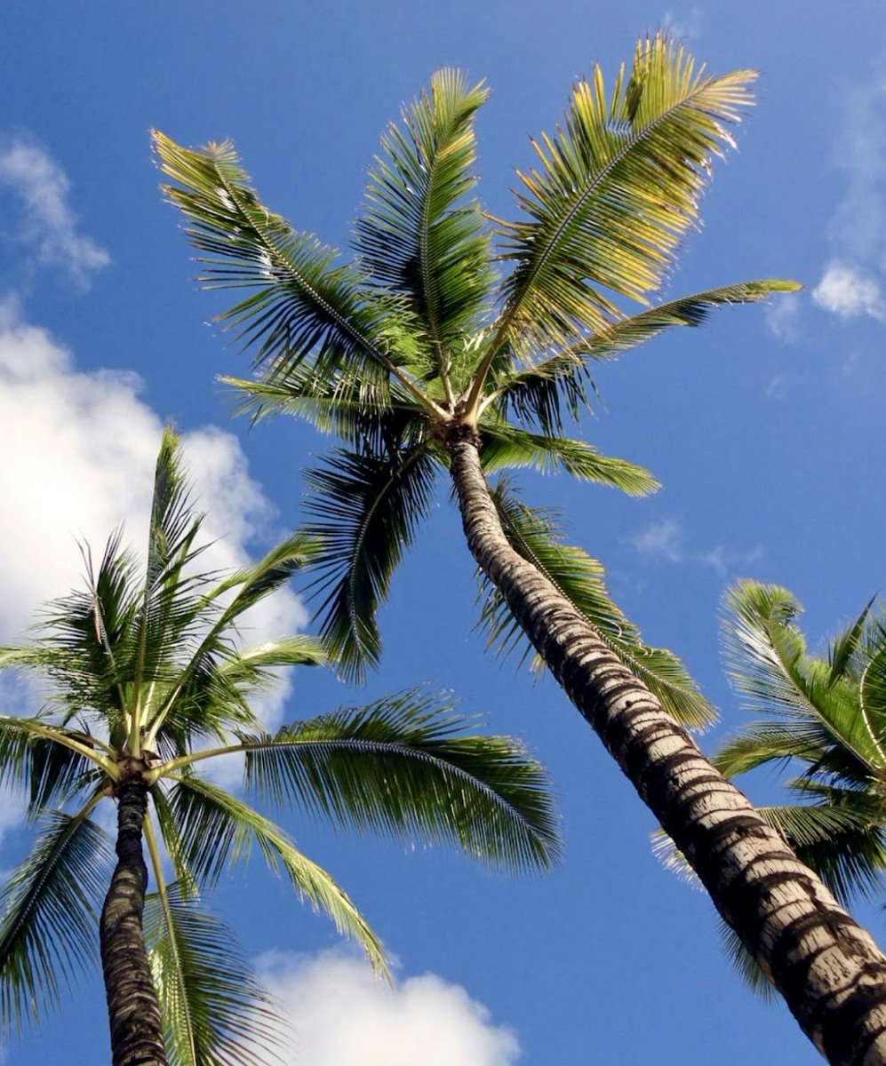 Whether you're winding down or gearing up for the weekend, there’s no better way to start your Friday than with a cup of Royal Kona Coffee! Take a moment to relax, sip, and enjoy the island spirit wherever you are ☕️🌴

#AlohaFriday #RoyalKonaCoffee #FridayFeels