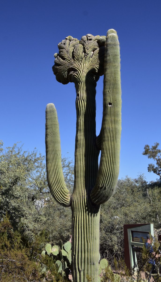 maritimexplorer's tweet photo. My first post for 2025 features Phoenix' amazing Desert botanical Garden. If you love cacti and the Sonoran Desert this is a must visit in the Southwest.
@TravelMediaCA @satw @ArizonaTourism 
https://t.co/vs94ua3yhn https://t.co/KZJBYlcQU3