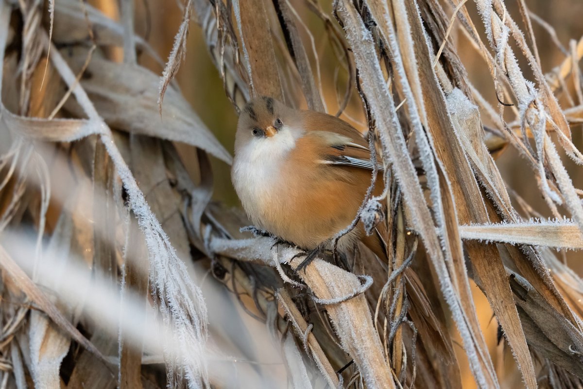 Female bearded tit at Chew Valley Lake this morning in the frost <a href="/bristolbirding/">BristolBirding</a>