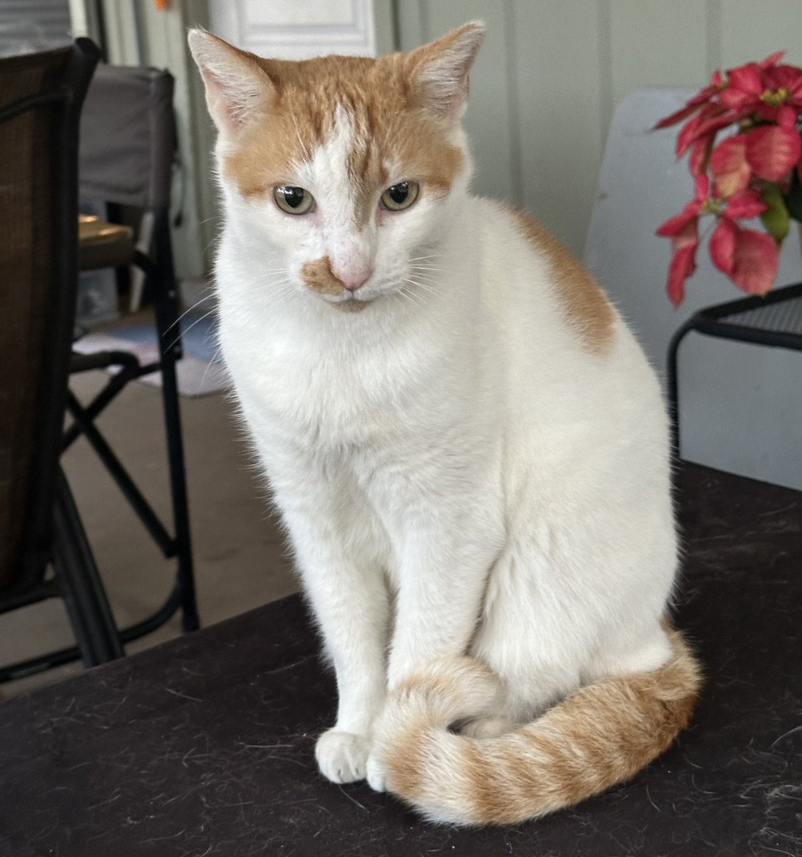 Coming soon: Our new children's book about a feral cat that sort of adopted us: "Patches Goes to School." Thank you to everyone who has helped us by reading the manuscript and offering suggestions. Production begins soon on the cover, illustrations, and formatting.  

We are