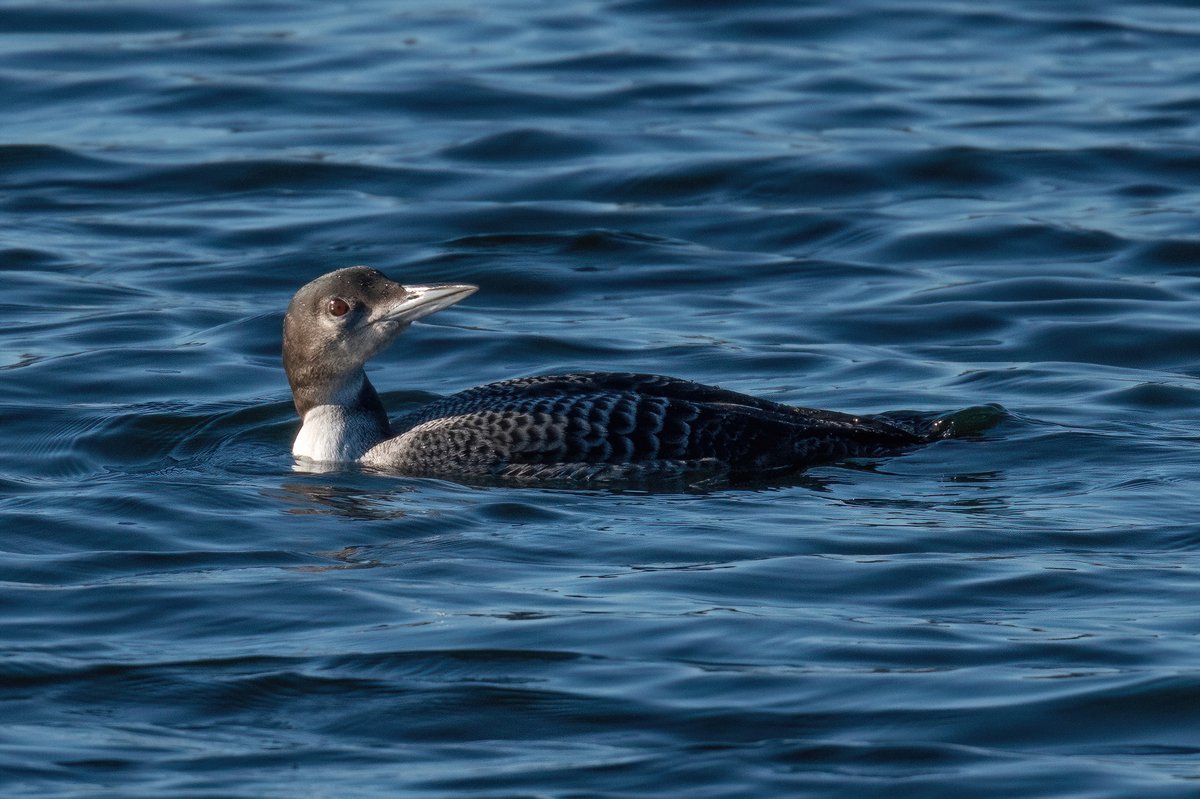 Great northern diver (common loon) at Barrow Tanks this afternoon <a href="/bristolbirding/">BristolBirding</a>