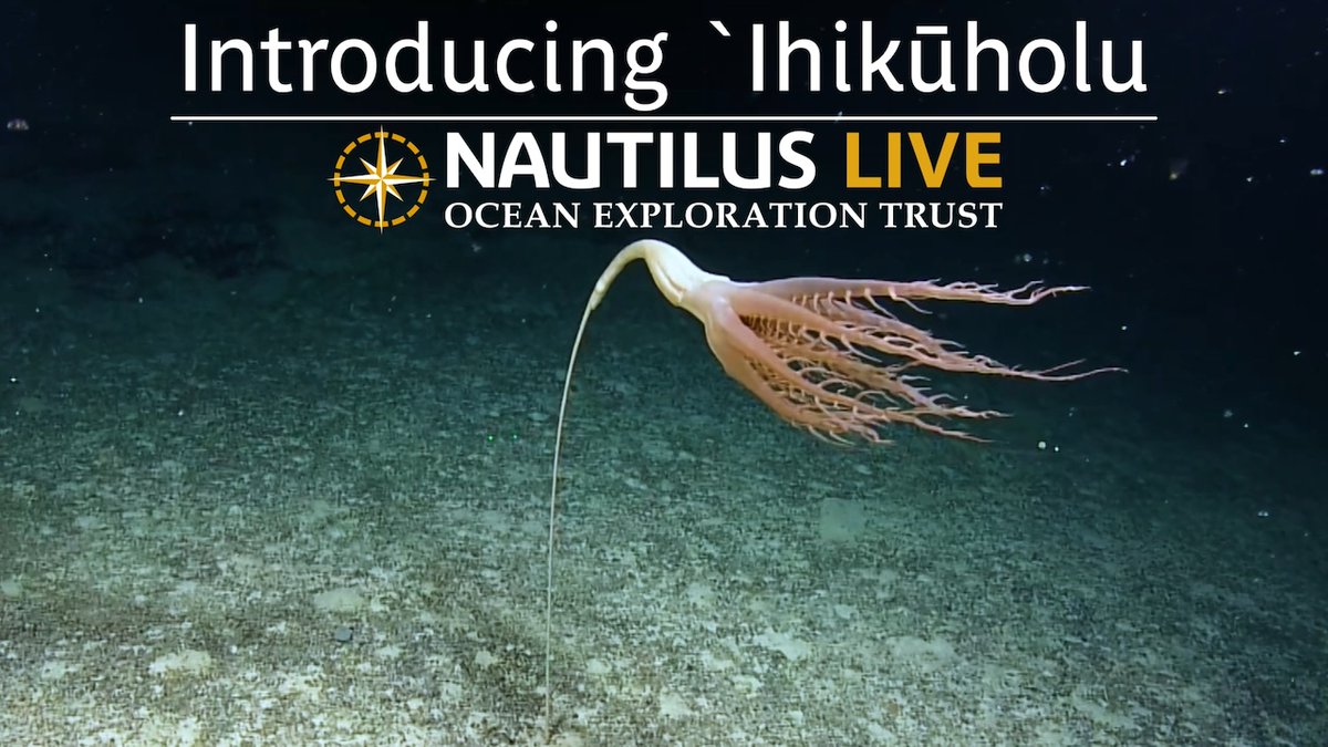 EVNautilus's tweet image. #ScienceUpdate! Back in July 2022 we came across a 2-meter-tall #seapen: #Solumbellula monocephalus. This was the first time this animal had ever been seen in the #PacificOcean. Within an hour, we had spotted even more of these animals!