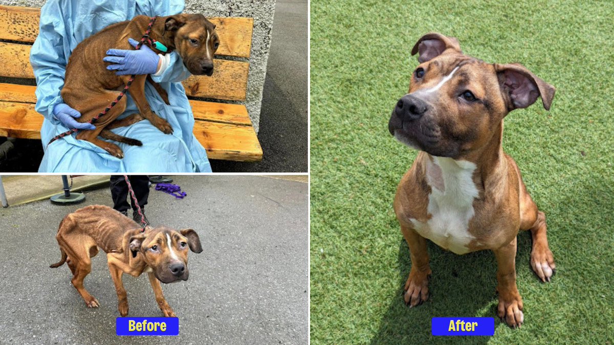 Mia was emaciated, covered in sores, and ravenous when she arrived at <a href="/HopeRescue/">Hope Rescue</a> 💔

Thanks to the TLC Mia received at Hope Rescue, she's found her happy ending.

The man responsible has been disqualified from keeping animals for 10 years.

Read more: bit.ly/40ejshL