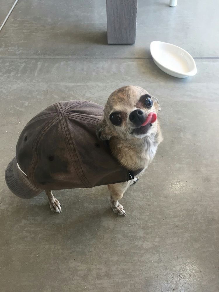 twaniimals's tweet photo. https://t.co/VzdJ4pt5AB
