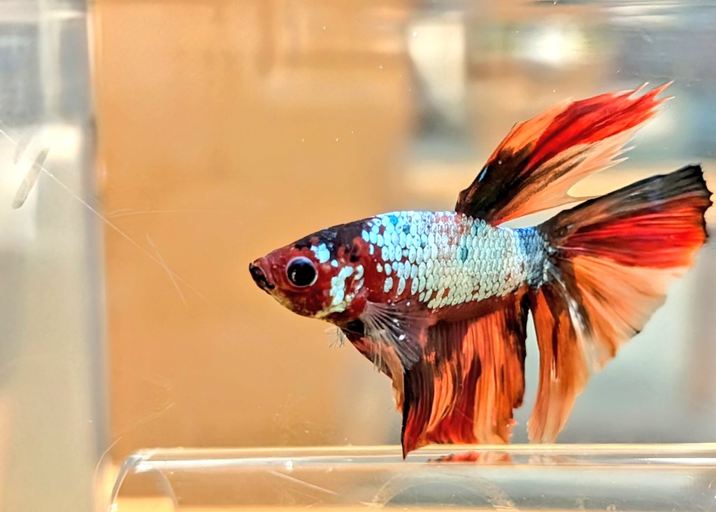 Our new library fish! Name to be determined soon. Any suggestions?