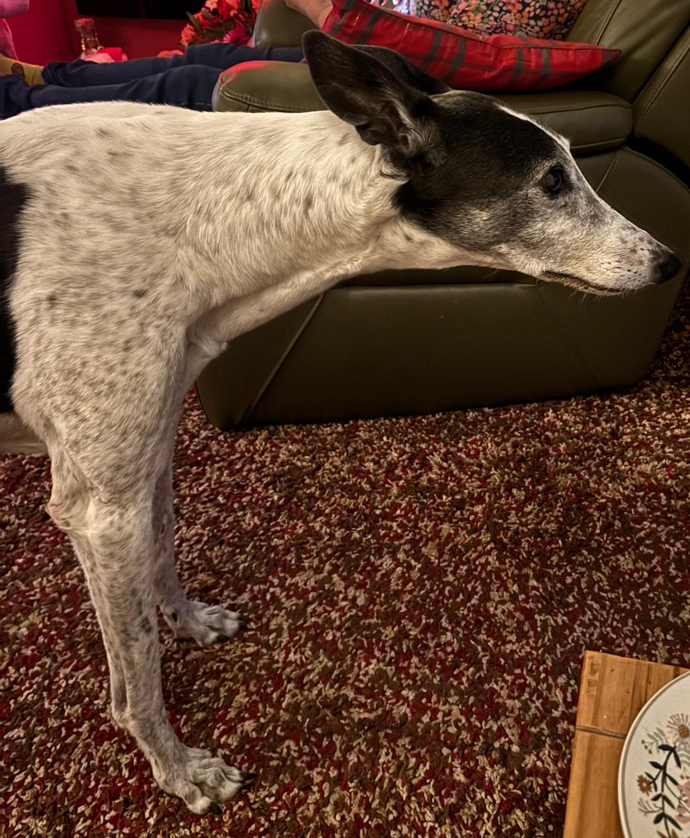 If I stare at the back door long enough do you think it will open?