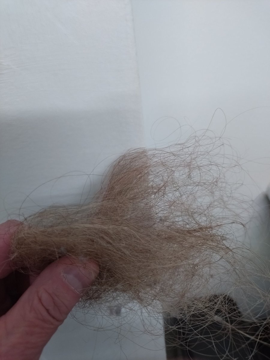 #WCDarts my lads just cleaned his hairbrush does Callum rydz want some more to stick on? Lol #hesgotshithair