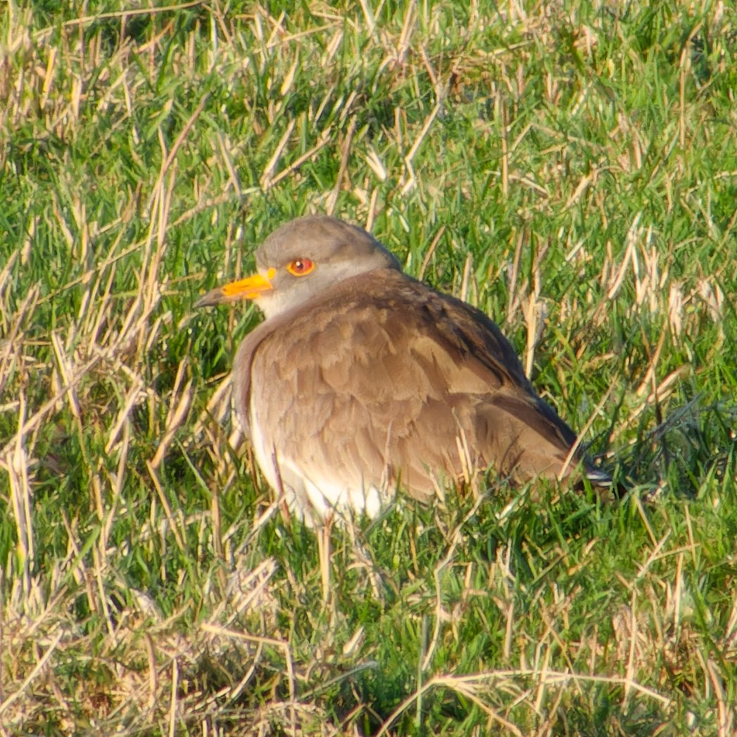 What a day to remember. My 250th bird on my life list was the Grey-headed lapwing. I adore lapwings and plovers and it felt like such a privilege to see this little cutie showing so well and even flew in front of us calling! I don’t know what is going to top this.