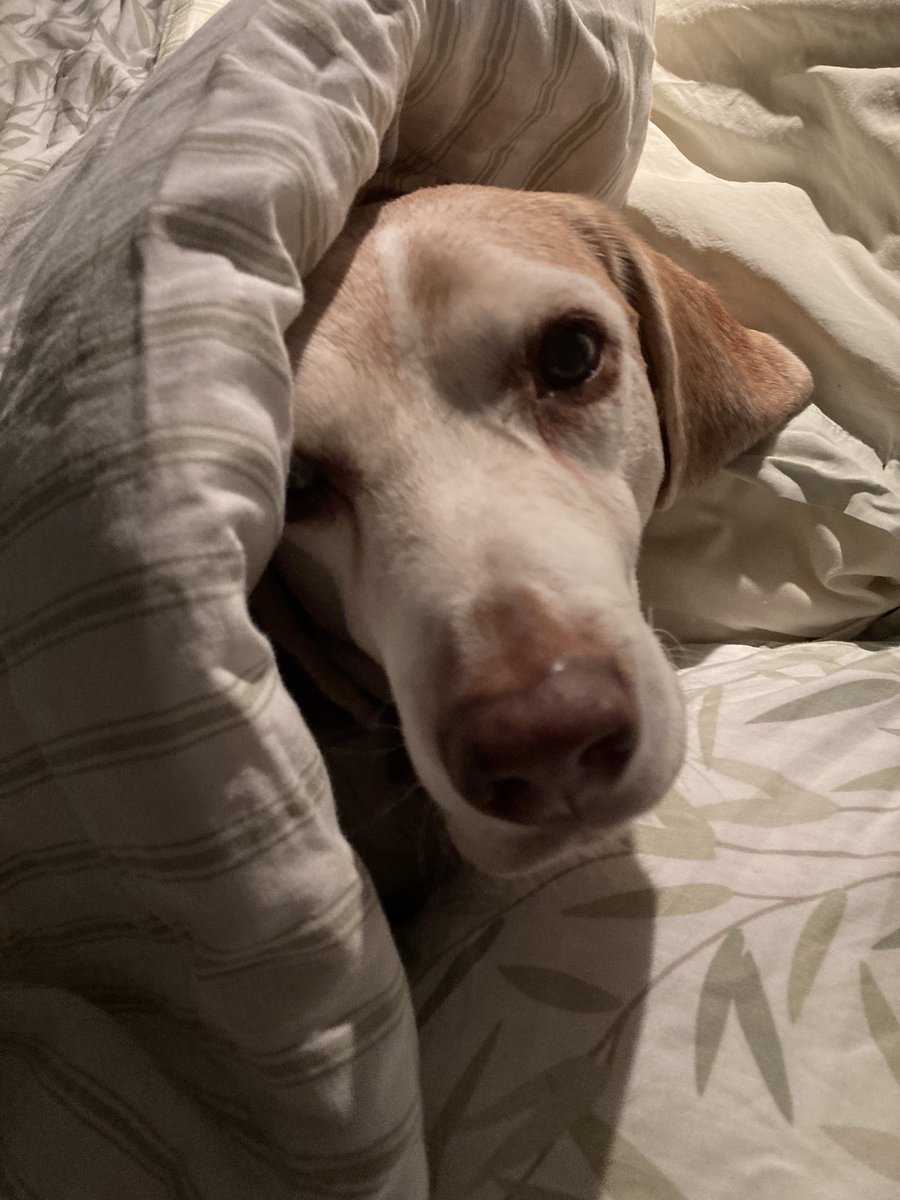I am enjoying Slowjanuary #beagle