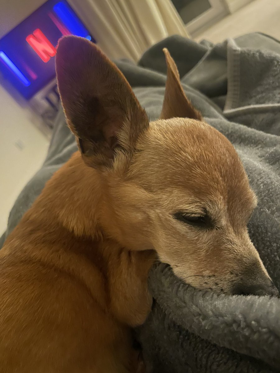 Someone isn’t as excited by Luke Littler tonight 🌮 

#BigTaco