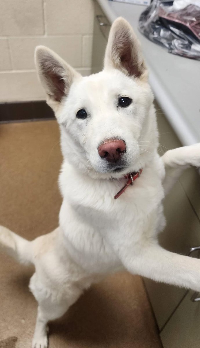 Keith Olbermann's Dogs tweet media