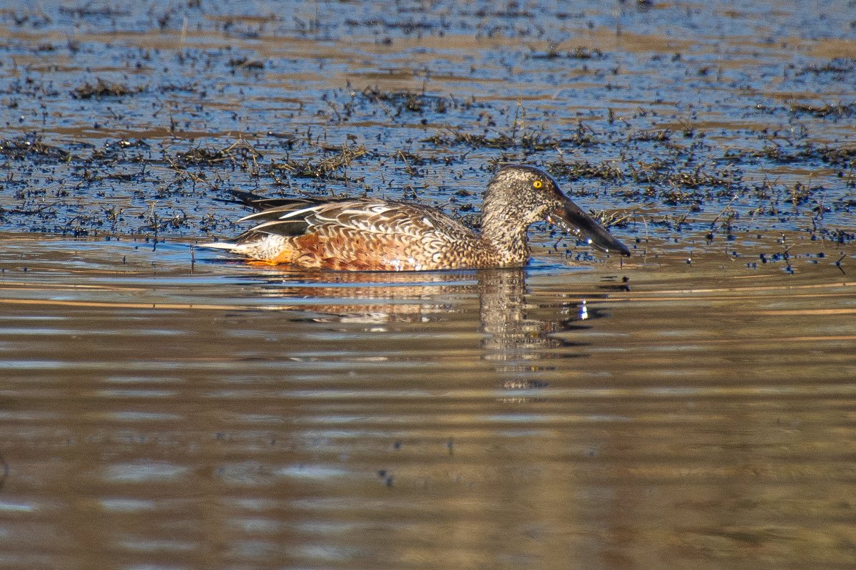 Lynne Thomas tweet media