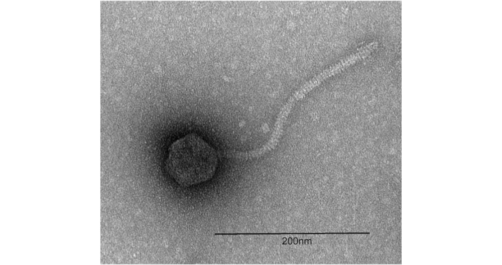Micropub7n's tweet photo. Complete Genome Sequence of the Cluster DJ Actinobacteriophage, Petito, isolated on the host Gordonia rubripertinca #micropublication #biology #data #caltechlibrary #Bacteriophage #GenomeAnnouncements #NewFinding https://t.co/BOO4KZTWYR https://t.co/JR45wmxtG9