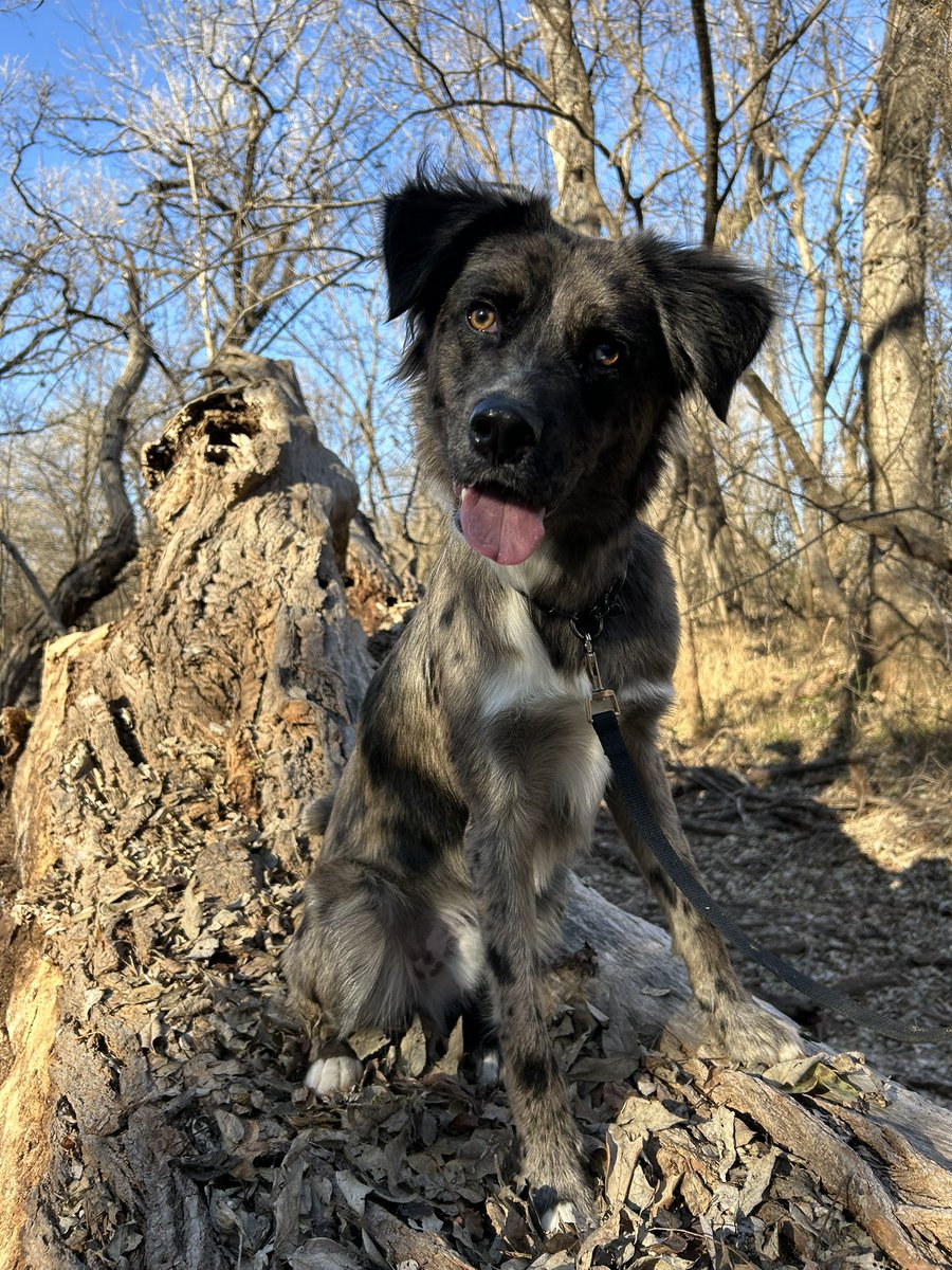 I wish I was as photogenic as my dog