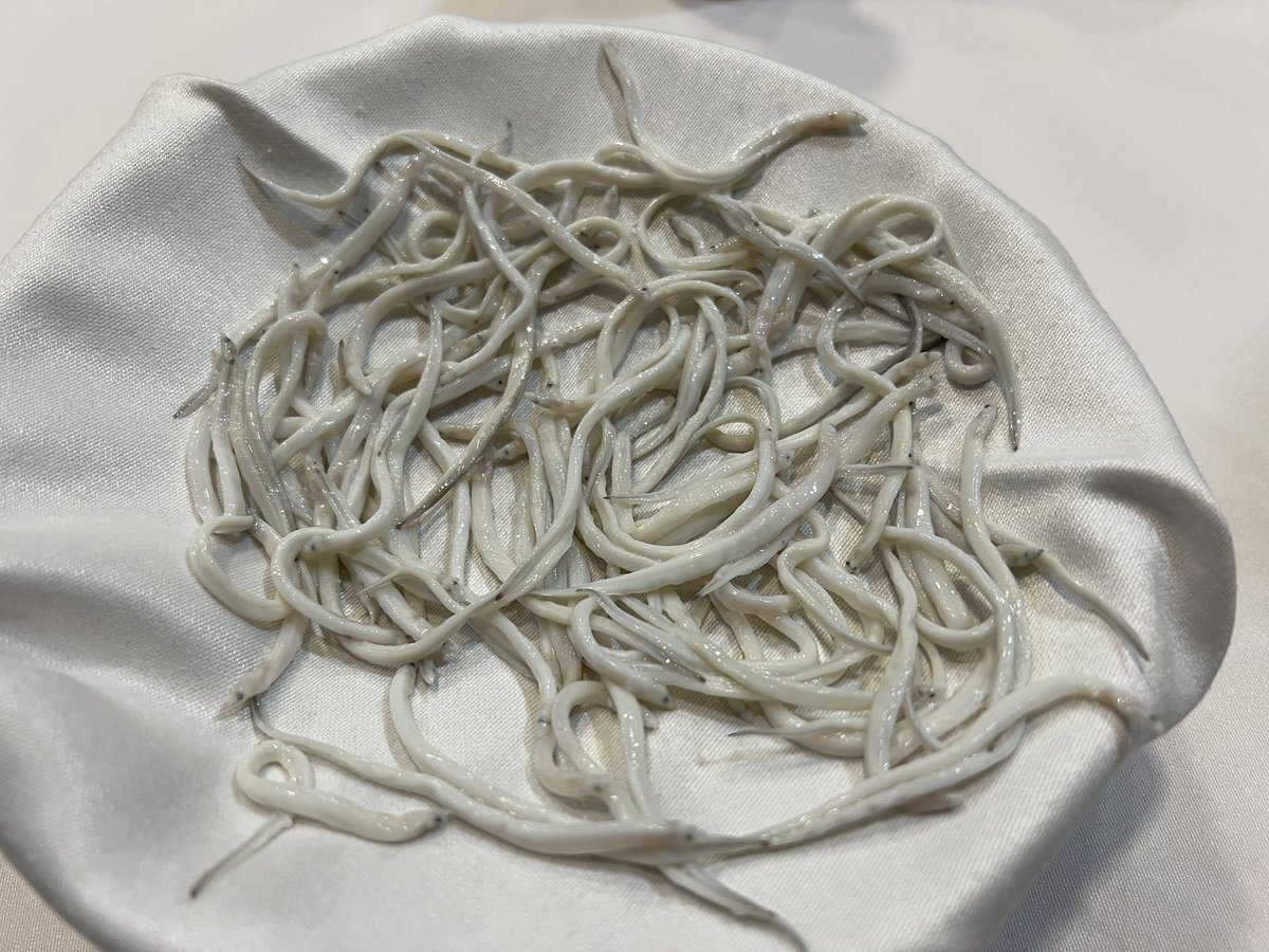 Hay que comenzar bien y eso siempre ocurre en El Pescador de <a href="/monipafu/">monica paino fuente</a> .Que delicadeza usar en vez del Ajo su Flor,mucho menos invasiva,acompañando unas Almejas muy buenas. Me fío mas de que la cáscara  Gruesa que de la variedad de la misma.Angula sin aliño para notar su calidad