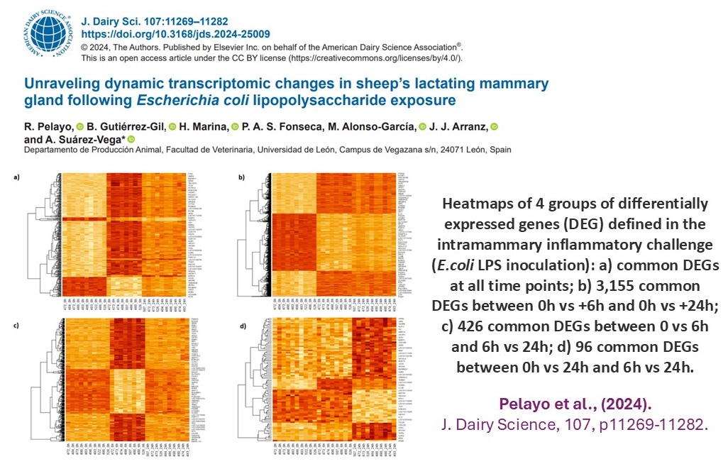 Grupo MEjoraGeneticaAnimal-ULE (@mega_ule) on Twitter photo Also, within the framework of the <a href="/SmarterprojectE/">Smarterproject.eu</a> and the #EPIMILKSHEEP(<a href="/AgEInves/">Agencia Estatal de Investigación</a>) project, we have had the opportunity to learn about the dynamic transcriptomic changes in the sheep's lactating mammary gland after an E. coli LPS inoculation bit.ly/4h0Pd3r <a href="/FacVetLeon/">Facultad de Veterinaria - Universidad de León</a> Also, within the framework of the <a href="/SmarterprojectE/">Smarterproject.eu</a> and the #EPIMILKSHEEP(<a href="/AgEInves/">Agencia Estatal de Investigación</a>) project, we have had the opportunity to learn about the dynamic transcriptomic changes in the sheep's lactating mammary gland after an E. coli LPS inoculation bit.ly/4h0Pd3r <a href="/FacVetLeon/">Facultad de Veterinaria - Universidad de León</a>
