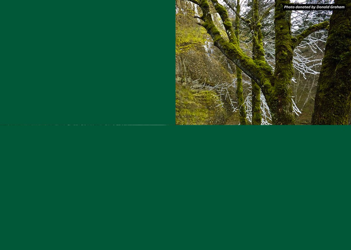 CRGNSA's tweet photo. 🤔Can you identify this spot in the Columbia River Gorge National Scenic Area before the image is fully revealed? Each day, we'll post with more and more of the image visible until it is fully revealed! 1/4 https://t.co/pRIlaKZm1y
