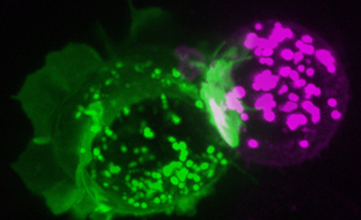 UCSD BioSciences (@ucsdbiosciences) on Twitter photo Today in Science Immunology: Much of our knowledge of PD-1, a leading cancer target, comes from studies in mice. <a href="/UCSanDiego/">UC San Diego</a> researchers found that PD-1 in mice is much weaker than the human version, providing new information for future cancer treatments. go.ucsd.edu/40ihXix Today in Science Immunology: Much of our knowledge of PD-1, a leading cancer target, comes from studies in mice. <a href="/UCSanDiego/">UC San Diego</a> researchers found that PD-1 in mice is much weaker than the human version, providing new information for future cancer treatments. go.ucsd.edu/40ihXix