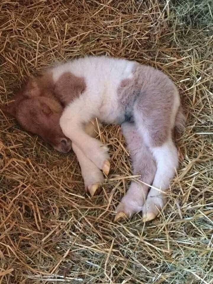 horseimage's tweet photo. teeny tiny horse sleeping in straw bed nap time very little very sleepy https://t.co/lm5XF0tPWO