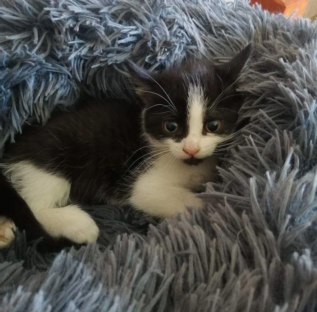 Hermosa bebita, de dos meses y medio, en adopción. Si deseas darle un hogar, comunícate al +56977893158. Favor RT!
#Penco