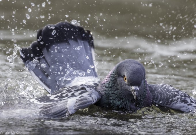 a_london_pigeon's tweet image. 📷  Cristin McKee @cristinbmckee  #January2019 
A few months ago, while waiting for the Mandarin Duck to wake up, this pigeon gave me an unexpectedly beautiful show #nycwild