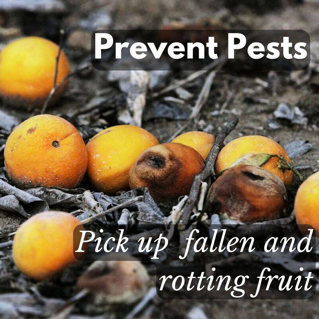 🧹 Keep Pests Away with Sanitation! 🐜🐛

🍎 Clean up fallen fruit in your yard.
🍅 Remove rotting fruit from plants.
These simple steps reduce pests &amp; keep your garden healthy! 🌱

#IPM #GreenerWestSac #PestFree