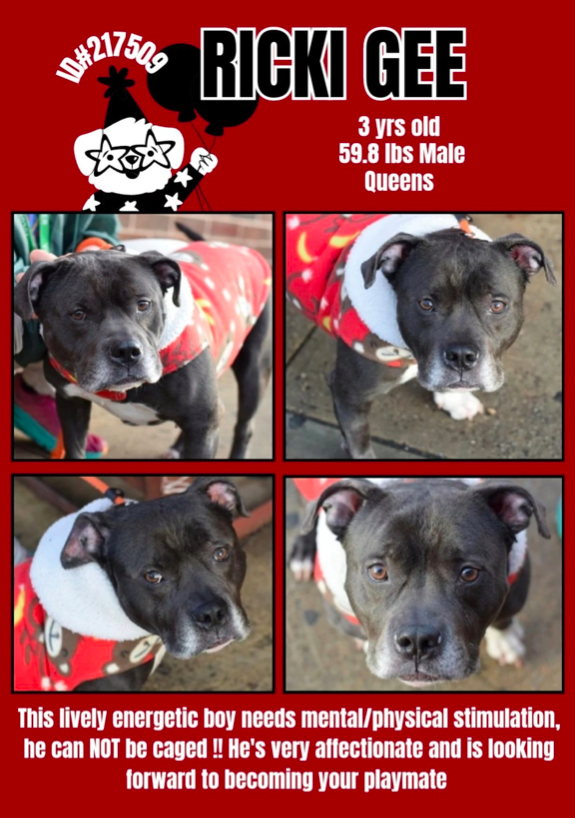 zjnov22's tweet photo. 🌠Ricki Gee��� 🐕 #Queens ACC🚨 Ricki Gee looks so sweet
in his red coat♥️💫 He’s just 3 years old and would be so so
happy to find his true family💫💞 🎁#AdoptDontShop🎁 #NY
💞Please #adopt him if you can💞 #NewYork #NYC #Pibble💝
🚨New Intake ✨ID #217509🌟 ❣️#PibblePower❣️💓♥️ https://t.co/WM92zc9Kcw