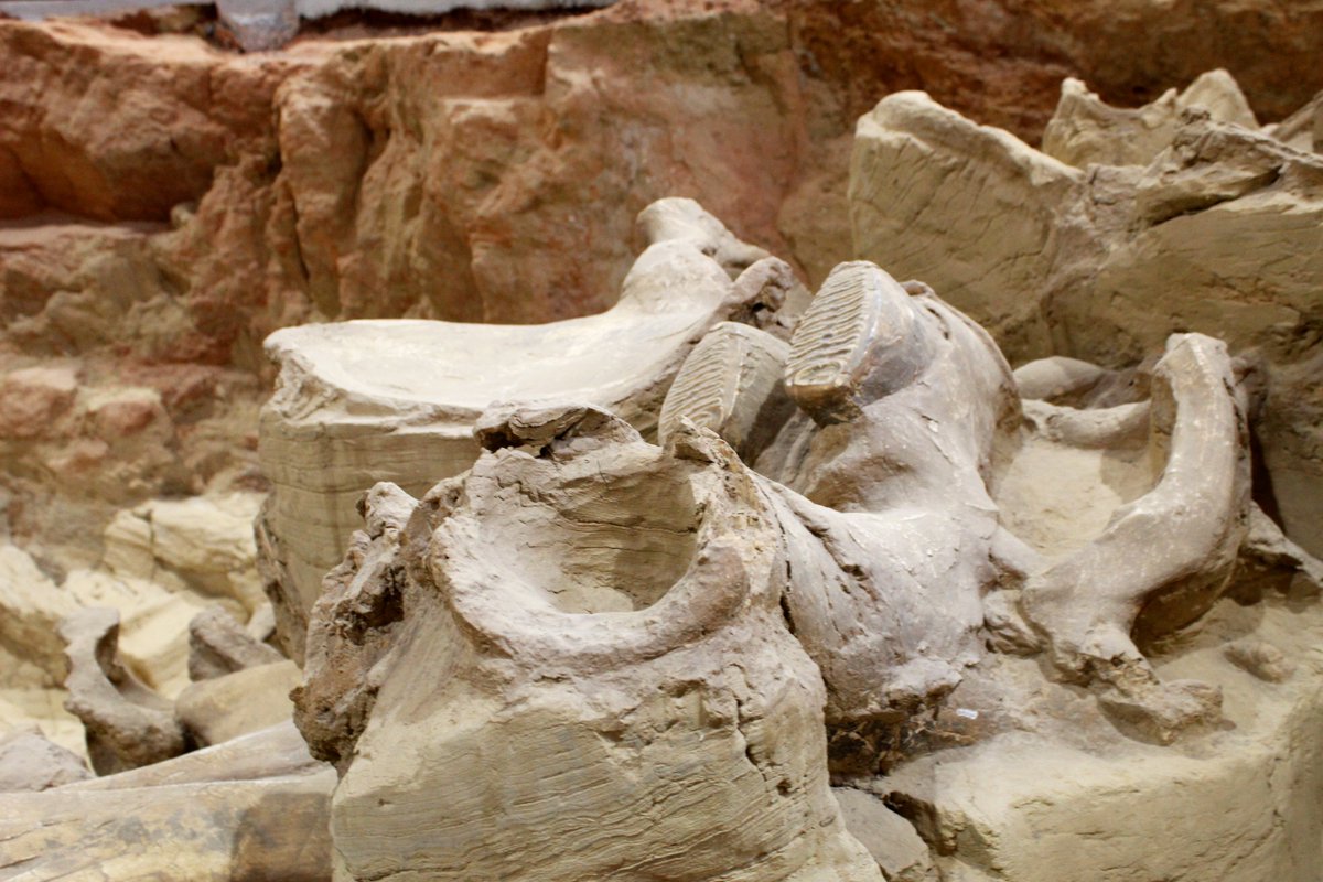 Happy #FossilFriday!