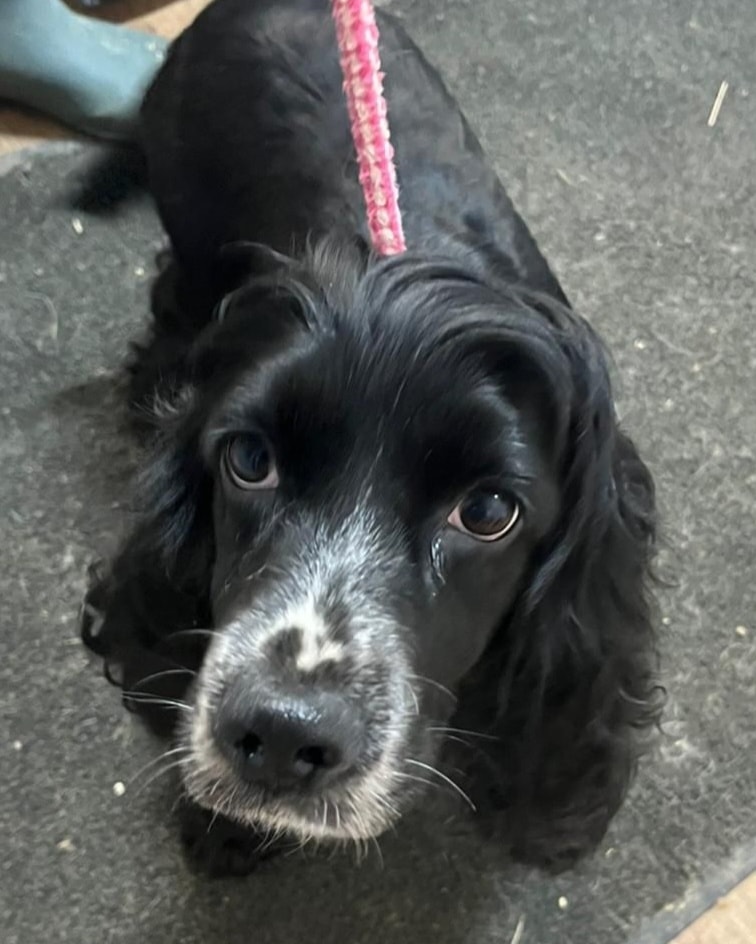 Please retweet to help Gem find an EMERGENCY FOSTER home #SUSSEX #UK 
Available for adoption, registered British charity✅
Details or apply for Gem below👇
arundawndogrescue.co.uk/gem-1
Cocker Spaniel, rescued from a council pound, aged 3 she's already been bred from💔
Gem can live