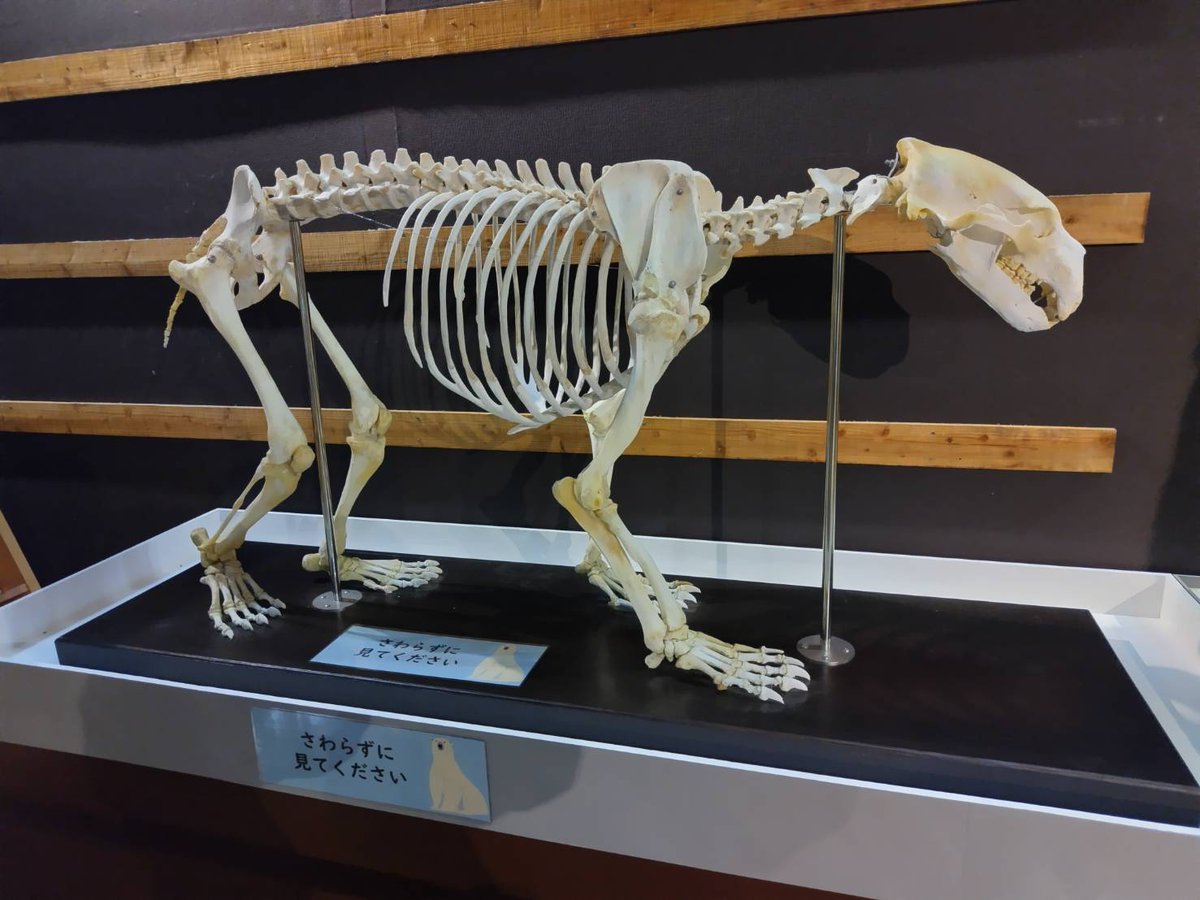 ビジターセンター の展示に #ホッキョクグマ の骨格標本が加わりました