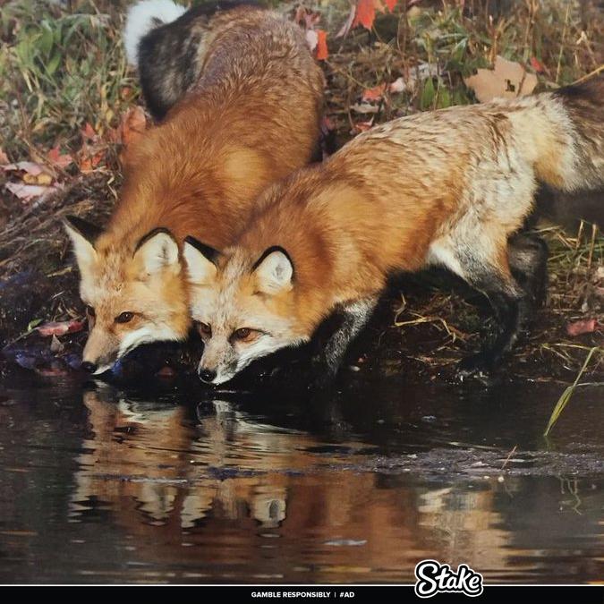 Fox (@hourlyfox) on Twitter photo 