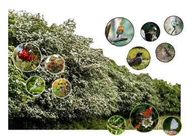 MaartenvanAtten's tweet photo. Openbaar groen is vaak weinig #biodivers. Om de #biodiversiteit te vergroten gaan we weer #bosplantsoen aanplanten. Maar dan inheems sortiment afgestemd op vogels en insecten. 50 vogelsbosjes in Zaanstad, dit jaar aan te planten. https://t.co/jmxd9AZeoi