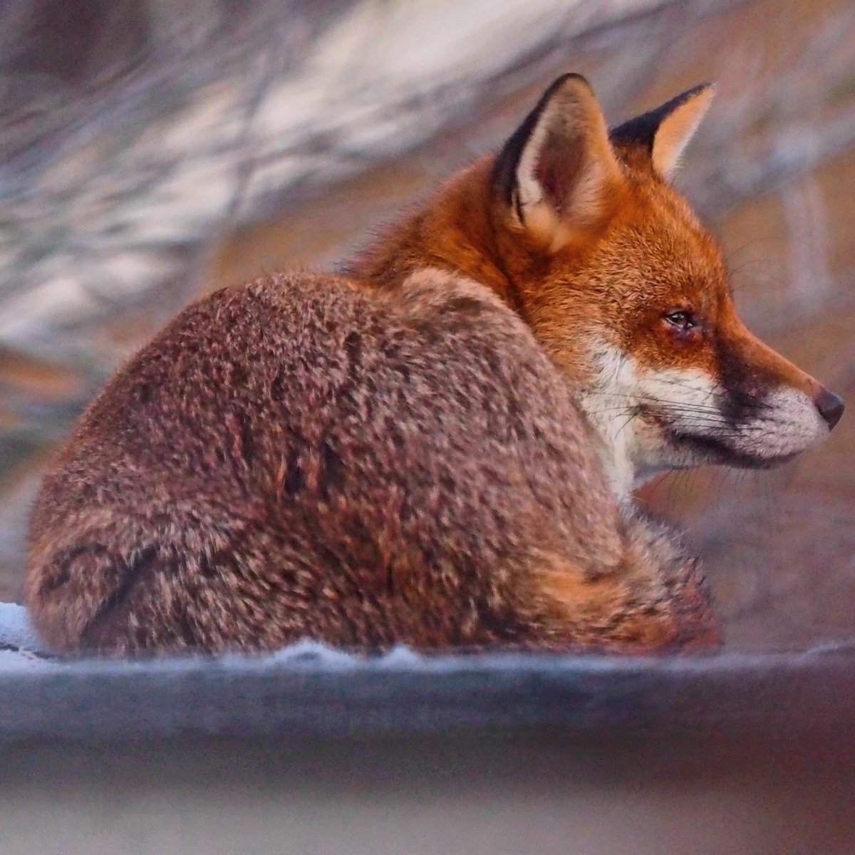 Mr Fox surveying his domain this morning from my shed roof!