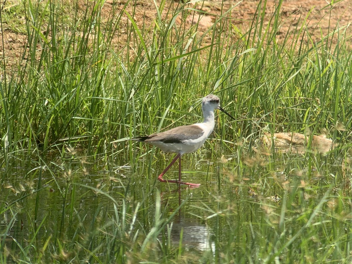 AnthonyBentley7's tweet photo. Red legger day birding the Praslin airport again this morning . Adult Allen’s Gallinule, c11th for Seychelles. Followed by a Black-winged Stilt, 6th for Seychelles! @AdrianSkerrett https://t.co/IIb2leXsv0