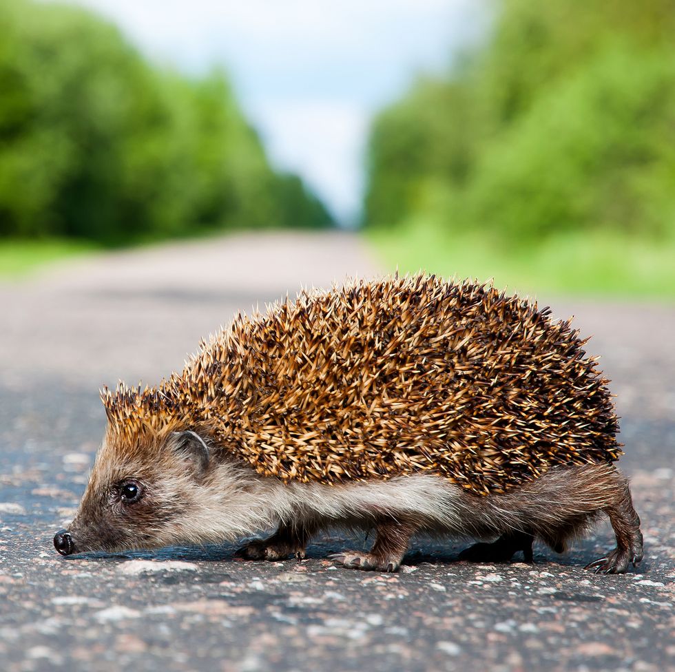 A hedgehog out in the day is seriously ill and needs 𝘂𝗿𝗴𝗲𝗻𝘁 treatment from a rescue (not a vet).  
They've become hypothermic so are seeking warmth and are often seen on roads, car parks, paving and paths, as these surfaces hold the the sun's heat longer than soil or grass.
