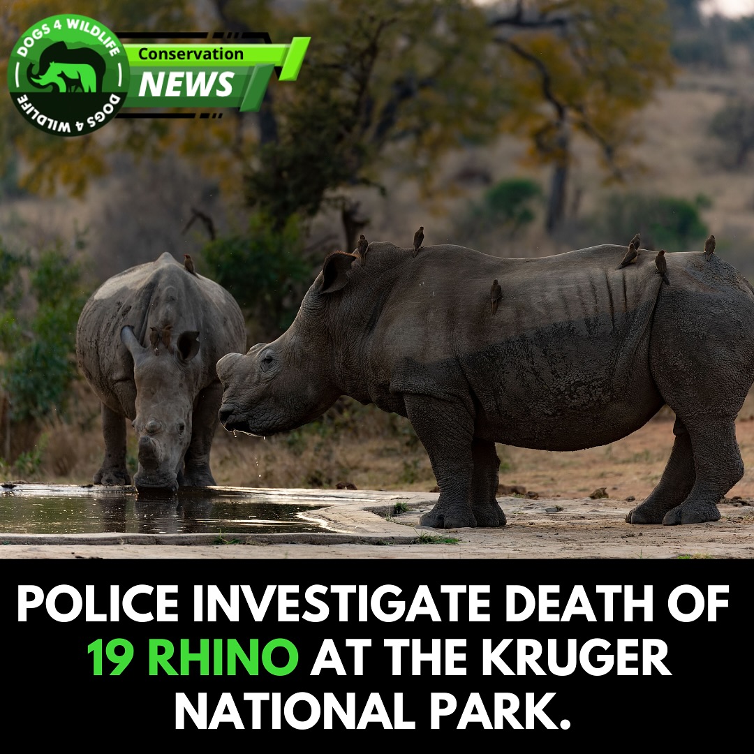 POLICE INVESTIGATE DEATH OF 19 RHINO AT THE KRUGER NATIONAL PARK.
Police in Mpumalanga are investigating the circumstances surrounding the death of the 19 rhino following the discovery of their carcasses in December.
Between 21-23 December, approximately seven remains of rhinos
