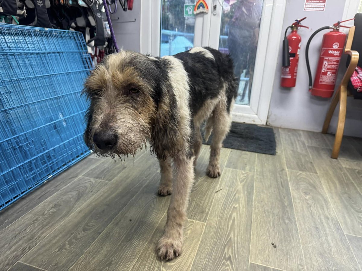 Please retweet to help find the owner of this stray dog found #BLACKMILL #BRIDGEND #WALES #UK 
If this is your dog or you have information please contact Hope Rescue below STRAY DOG FOUND🐕
🐶 Foxhound, Male, 5 years.
👀 Blackmill, Bridgend
🐾 Currently doing his 7 days at Hope