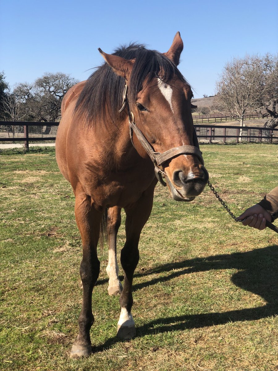 larryzapeye's tweet photo. Met Tough Sunday today…son of Grazen off to a nice start at Stud. #CABred #Solvang https://t.co/1wM30Llftz
