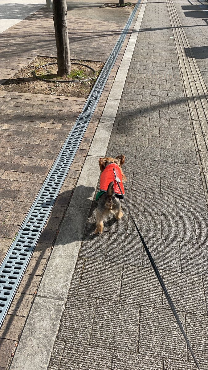 お散歩なう🐶

暖かい😄

#YorkshireTerrier
#ヨークシャーテリア
#ヨーキー