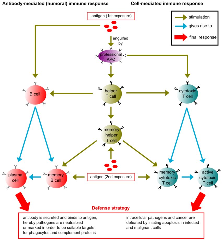 itsmech0kaa's tweet image. เอารูปนี้มาแบ่งปันคับ เคยงงบท immune อยู่งั้น อะไรกระตุ้นอะไร งงไปหมดดด เหมือนอ่านเป็นข้อ ๆ แล้วมองภาพไม่ออก เจอรูปนี้ไป ตู้ม ครบจบทุกอย่าง กระจ่างเลย

Credit : researchgate.net/figure/Summary…