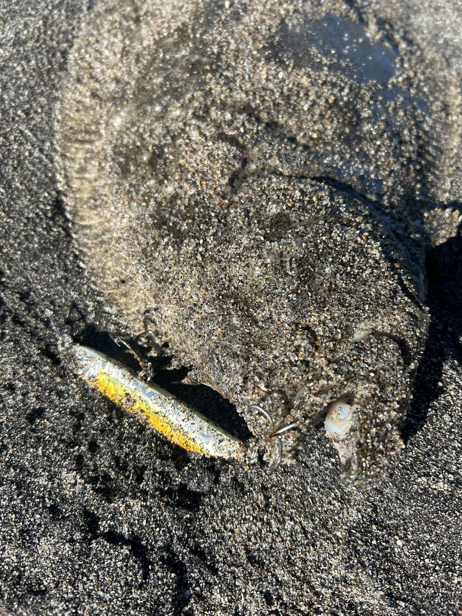 yamapapap's tweet photo. 今年初レギュラー🐟
朝から地形変化あるところをひたすらランガン🤣
今年はまだ釣れるみたい👍
#ADASTA
#わーちゃん
#ウラガノ https://t.co/mCT2qRk7sQ