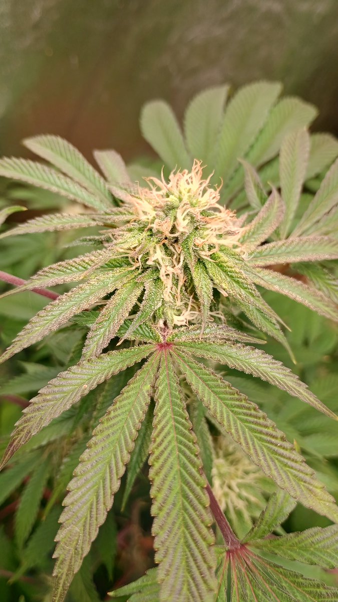 DjVisionaire tweet media