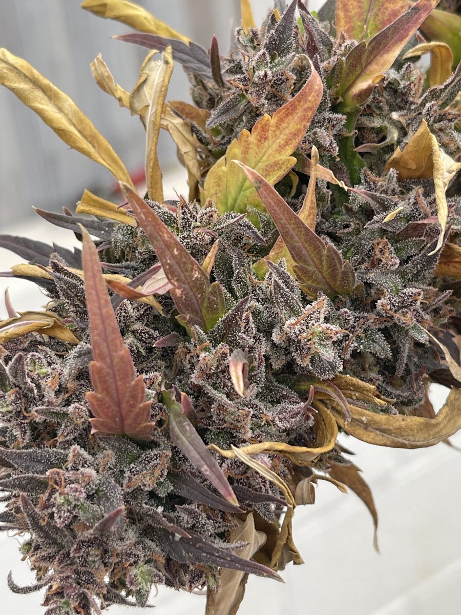 Meet my girlfriend from
Panama. Her name is Red!